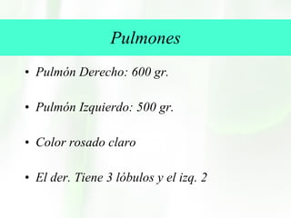 Pulmones Pulmón Derecho: 600 gr.  Pulmón Izquierdo: 500 gr. Color rosado claro El der. Tiene 3 lóbulos y el izq. 2 