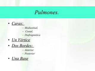 Pulmones.  Caras:  Mediastinal, Costal,  Diafragmática Un Vértice Dos Bordes:  Anterior  Posterior Una Base 