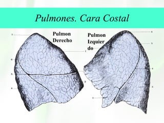 Pulmones. Cara Costal Pulmon Derecho Pulmon Izquierdo 