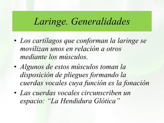 Laringe. Generalidades Los cartílagos que conforman la laringe se movilizan unos en relación a otros mediante los músculos. Algunos de estos músculos toman la disposición de pliegues formando la cuerdas vocales cuya función es la fonación Las cuerdas vocales circunscriben un espacio: “La Hendidura Glótica”  