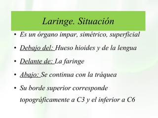 Laringe. Situación Es un órgano impar, simétrico, superficial Debajo del:  Hueso hioides y de la lengua  Delante de:  La faringe Abajo:  Se continua con la tráquea Su borde superior corresponde topográficamente a C3 y el inferior a C6 