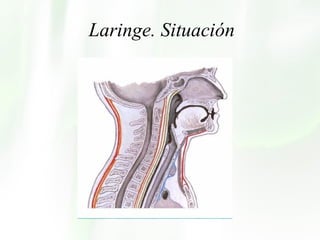 Laringe. Situación 