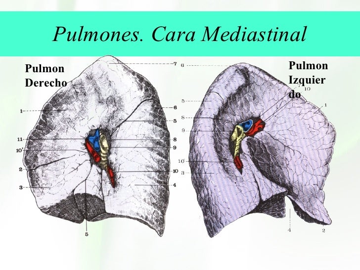 Aparato Respiratorio 2