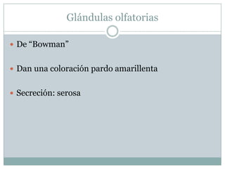Glándulas olfatoriasDe “Bowman”Dan una coloración pardo amarillentaSecreción: serosa