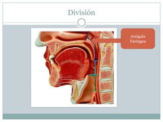 DivisiónAmigalaFaringea