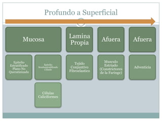 Profundo a Superficial