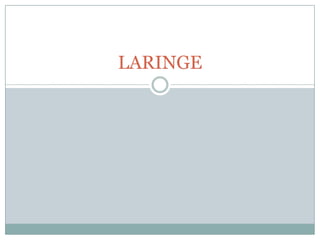 LARINGE