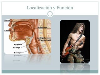 Localización y Función