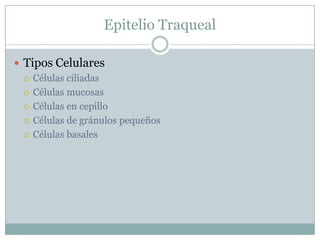 EpitelioTraquealTipos CelularesCélulas ciliadasCélulas mucosasCélulas en cepilloCélulas de gránulos pequeñosCélulas basales