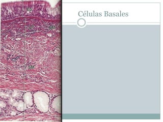 Células Basales