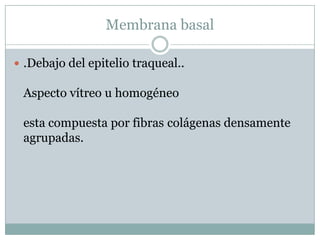 Membrana basal.Debajo del epitelio traqueal..Aspecto vítreo u homogéneoesta compuesta por fibras colágenas densamente agrupadas.