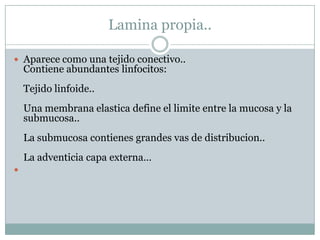 Lamina propia..Aparece como una tejido conectivo..Contiene abundantes linfocitos:Tejido linfoide..Una membrana elastica define el limite entre la mucosa y la submucosa..La submucosa contienes grandes vas de distribucion..La adventicia capa externa…