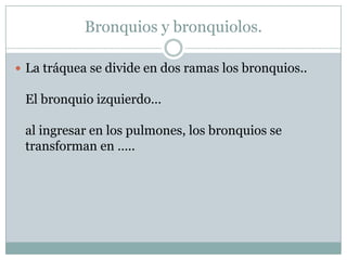 Bronquios y bronquiolos.La tráquea se divide en dos ramas los bronquios..El bronquio izquierdo…al ingresar en los pulmones, los bronquios se transforman en …..