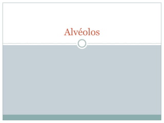 Alvéolos