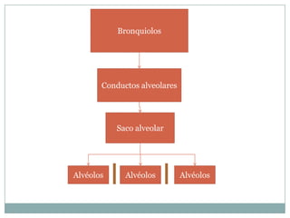 BronquiolosConductos alveolaresSaco alveolarAlvéolosAlvéolosAlvéolos
