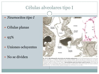 Células alveolares tipo INeumocitos tipo ICélulas planas95%Uniones ocluyentesNo se dividen