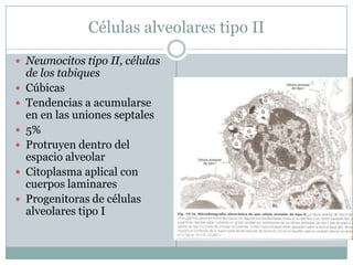 Células alveolares tipo IINeumocitos tipo II, células de los tabiquesCúbicasTendencias a acumularse en en las uniones septales5%Protruyen dentro del espacio alveolarCitoplasma aplical con cuerpos laminaresProgenitoras de células alveolares tipo I