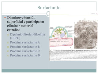 SurfactanteDisminuye tensión superficial y participa en eliminar material extraño;Dipalmiotilfosfatidilcolina (DPPC)Proteína surfactante AProteína surfactante BProteína surfactante CProteína surfactante D
