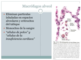 Macrófagos alveolaresEliminan partículas inhaladas en espacios alveolares y eritrocitos del tabiqueMonocitos de la sangre“células de polvo” y “células de la insuficiencia cardíaca”