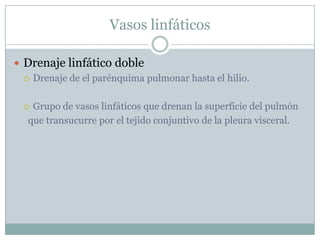 Vasos linfáticosDrenaje linfático dobleDrenaje de el parénquima pulmonar hasta el hilio.Grupo de vasos linfáticos que drenan la superficie del pulmón  que transucurre por el tejido conjuntivo de la pleura visceral.