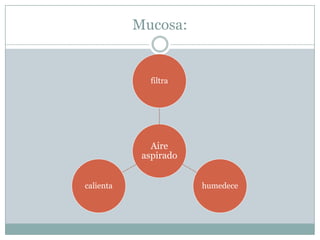 Mucosa: