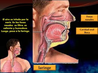 El aire se inhala por la
nariz. En las fosas
nasales se filtra, se
calienta y humedece.
Luego, pasa a la faringe.
Fosas
nasales
Cavidad oral
Boca
laringe
 