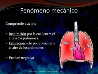 Fenómeno mecánico
Comprende 2 actos:
 Inspiración por la cual entra el
aire a los pulmones.
 Espiración acto por el cual sale
el aire de los pulmones.
 Presion negativa
ANATOMIA HUMANA ESTOMATOLOGIA 2015
 
