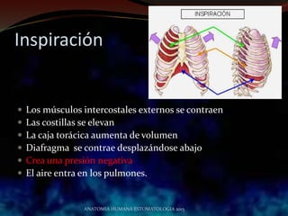 Inspiración
 Los músculos intercostales externos se contraen
 Las costillas se elevan
 La caja torácica aumenta de volumen
 Diafragma se contrae desplazándose abajo
 Crea una presión negativa
 El aire entra en los pulmones.
ANATOMIA HUMANA ESTOMATOLOGIA 2015
 