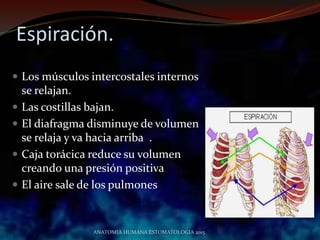 Espiración.
 Los músculos intercostales internos
se relajan.
 Las costillas bajan.
 El diafragma disminuye de volumen
se relaja y va hacia arriba .
 Caja torácica reduce su volumen
creando una presión positiva
 El aire sale de los pulmones
ANATOMIA HUMANA ESTOMATOLOGIA 2015
 