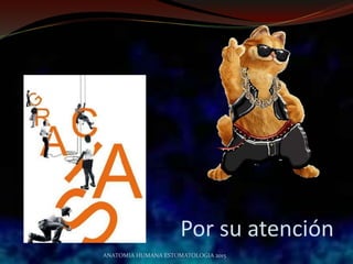 Por su atención
ANATOMIA HUMANA ESTOMATOLOGIA 2015
 