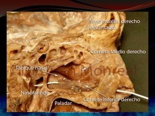 ANATOMIA HUMANA ESTOMATOLOGIA 2015
 