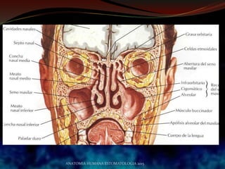 ANATOMIA HUMANA ESTOMATOLOGIA 2015
 