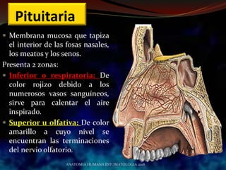 Pituitaria
 Membrana mucosa que tapiza
el interior de las fosas nasales,
los meatos y los senos.
Presenta 2 zonas:
 Inferior o respiratoria: De
color rojizo debido a los
numerosos vasos sanguíneos,
sirve para calentar el aire
inspirado.
 Superior u olfativa: De color
amarillo a cuyo nivel se
encuentran las terminaciones
del nervio olfatorio.
ANATOMIA HUMANA ESTOMATOLOGIA 2018
 