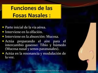 Funciones de las
Fosas Nasales :
 Parte inicial de la vía aérea.
 Interviene en la olfación.
 Interviene en la absorción: Mucosa.
 Actúa preparando el aire para el
intercambio gaseoso: Tibio y húmedo
(Mucosa nasal y senos paranasales).
 Actúa en la resonancia y modulación de
la voz.
ANATOMIA HUMANA ESTOMATOLOGIA 2015
 