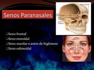 Senos Paranasales
Seno frontal
Seno etmoidal
Seno maxilar o antro de highmore
Seno esfenoidal
 