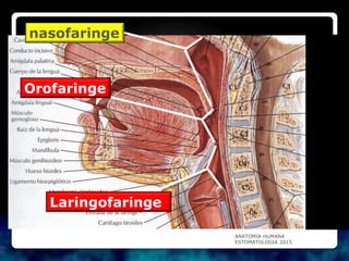 nasofaringe
Orofaringe
Laringofaringe
ANATOMIA HUMANA
ESTOMATOLOGIA 2015
 