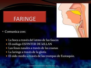  Comunica con:
 La boca a través del istmo de las fauces
 El esófago ESFINTER DE kILLAN
 Las fosas nasales a través de las coanas
 La laringe a través de la glotis
 El oído medio a través de las trompas de Eustaquio.
FARINGE
ANATOMIA HUMANA ESTOMATOLOGIA 2015
 