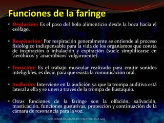 Funciones de la faringe
 Deglución: Es el paso del bolo alimenticio desde la boca hacia el
esófago.
 Respiración: Por respiración generalmente se entiende al proceso
fisiológico indispensable para la vida de los organismos que consta
de inspiración o inhalación y expiración (suele simplificarse en
'aeróbicos' y 'anaeróbicos' vulgarmente).
 Fonación: Es el trabajo muscular realizado para emitir sonidos
inteligibles, es decir, para que exista la comunicación oral.
 Audición: Interviene en la audición ya que la trompa auditiva está
lateral a ella y se unen a través de la trompa de Eustaquio.
 Otras funciones de la faringe son la olfación, salivación,
masticación, funciones gustativas, protección y continuación de la
cámara de resonancia para la voz.
ANATOMIA HUMANA ESTOMATOLOGIA 2015
 