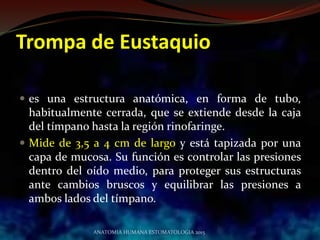  es una estructura anatómica, en forma de tubo,
habitualmente cerrada, que se extiende desde la caja
del tímpano hasta la región rinofaringe.
 Mide de 3,5 a 4 cm de largo y está tapizada por una
capa de mucosa. Su función es controlar las presiones
dentro del oído medio, para proteger sus estructuras
ante cambios bruscos y equilibrar las presiones a
ambos lados del tímpano.
ANATOMIA HUMANA ESTOMATOLOGIA 2015
Trompa de Eustaquio
 