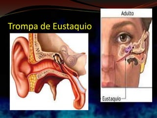 Trompa de Eustaquio
 