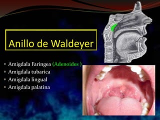 Anillo de Waldeyer
 Amigdala Faringea (Adenoides )
 Amigdala tubarica
 Amigdala lingual
 Amigdala palatina
 