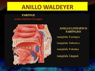 ANILLO WALDEYER
ANATOMIA HUMANA ESTOMATOLOGIA 2015
 
