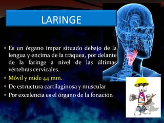 LARINGE
 Es un órgano impar situado debajo de la
lengua y encima de la tráquea, por delante
de la faringe a nivel de las últimas
vértebras cervicales.
 Móvil y mide 44 mm.
 De estructura cartilaginosa y muscular
 Por excelencia es el órgano de la fonación
 