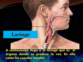 A continuación llega a la laringe que es el
órgano donde se produce la voz. En ella
están las cuerdas vocales
Laringe
 