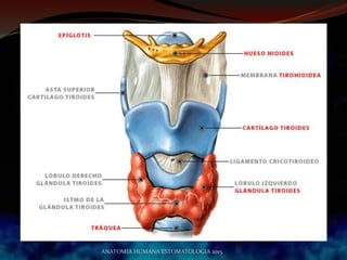 ANATOMIA HUMANA ESTOMATOLOGIA 2015
 