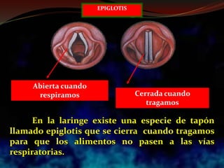 En la laringe existe una especie de tapón
llamado epiglotis que se cierra cuando tragamos
para que los alimentos no pasen a las vías
respiratorias.
Abierta cuando
respiramos Cerrada cuando
tragamos
EPIGLOTIS
 