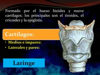Cartílagos:
• Medios e impares:
• Laterales y pares:
Formado por el hueso hioides y nueve
cartílagos; los principales son el tiroides, el
cricoides y la epiglotis.
Laringe
 