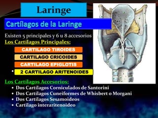 Existen 5 principales y 6 u 8 accesorios
Los Cartílagos Principales:

Los Cartílagos Accesorios:
 Dos Cartílagos Corniculados de Santorini
 Dos Cartílagos Cuneiformes de Whisbert o Morgani
 Dos Cartílagos Sesamoideos
 Cartilago interaritenoideo
CARTILAGO TIROIDES
CARTILAGO CRICOIDES
CARTILAGO EPIGLOTIS
2 CARTILAGO ARITENOIDES
Laringe
 