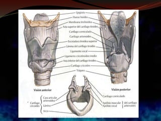 ANATOMIA HUMANA ESTOMATOLOGIA 2015
 