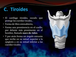C. Tiroides
 El cartílago tiroides, escudo que
protege las cuerdas vocales,.
 Forma de libro entreabierto,
 Forma una prominencia en el cuello,
por delante más prominente en el
hombre, llamada nuez de Adán.
 Y por atrás forma un ángulo entrante
que recibe en su mitad superior a la
epiglotis y en su mitad inferior a las
cuerdas vocales.
 